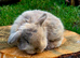 Pedigree mini lop bunnies