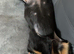 Male Rottie x Puppy for sale. 10 weeks old