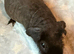 Skinny Pig Boars