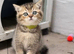 Pedigree British Shorthair