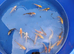 beautiful koi £5 each