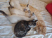 2 girls left Ragdoll x ginger mother