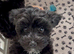 Stunning Black Maltipoo Puppies DNA Health Tested Clear Parents