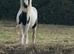 Stunning cob mare in foal