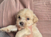 7 jackapoo ready 26th july
