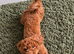 Toy Poodle to Stud