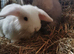 Beautiful, blue eyed Female White Pure breed 8. 5 week old mini lop baby rabbitt..