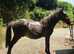 Beautiful Dun Yearling