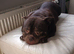 Micro bully for sale