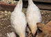 Sablepoot Pullets
