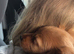 Cockapoo puppy