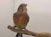2025 linnet mule very good singing bird