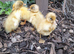 Beautiful indian runner ducklings