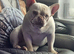 French bulldog male