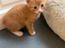 5 beautiful ginger kittens ready from 27th October