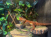 2025 Red Monster Bearded Dragon