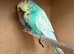 Breeding pair 2023 exhibition budgies