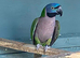 Derbyan female lovely bird