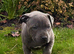 Beautiful Staffordshire bull terrior puppies