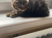 Male kitten