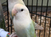 Very beautiful colouring peach face birds