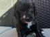 Stunning Cockapoo Puppies - Ready 25th August