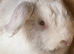 New Zealand x lop buck
