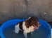 Springer Spaniel Stud