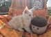 Pedigree maine coon kittens