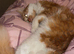 Lovely Ginger male - looking for his forever home