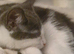 Kitten for rehoming