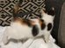 7 kittens for sale