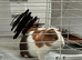 Guinea Pig with Cage