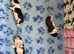 BEAUTIFUL LITTER OF 5 BOSTON TERRIERS