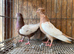 IRANIAN SINEH PIGEONS
