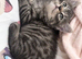 Bengal Maine coon mix kitten!