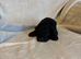 Cavapoo Puppies from health tested parents