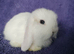 Baby mini lops for sale
