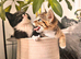 Female kittens for sale