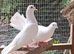PURE WHITE DOVES STRAIGHT TAILS
