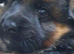 German Shepherd Puppies