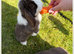 Beautiful Chocolate Split Female Mini Lop looking for a living home