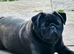 Stunning pug bitch