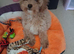 Sweet little boy cockapoo for sale