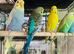 Beautiful Baby Budgies & Cages .Various Mutations