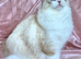Excellent pedigree Ragdolls