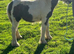 7 1/2 months old cob