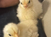 Pekin bantams / hybrid chickens (blue green brown)