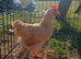 Buff Plymouth pullets POL