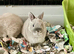 Netherland Dwarf purebred baby Rabbits